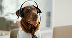 Dog, headphones and mic for call center at office, listen and customer support by computer at pet insurance agency. Animal, labrador and connection with voip, contact us and advisory at workplace