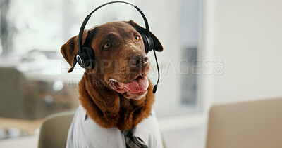 Buy stock photo Dog, headphones and mic for call center at office, listen and customer support by computer at pet insurance agency. Animal, labrador and connection with voip, contact us and advisory at workplace