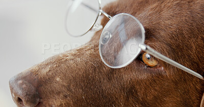Buy stock photo Studio, closeup and dog with glasses for humor, wellness and vision to see clear with growth. White background, animal and labrador retriever with spectacles for eye care, health and breathing pet