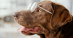 Home, closeup and dog with glasses for humor, wellness and vision to see clear with growth. House, animal and labrador retriever with spectacles for eye care, health and breathing pet in house