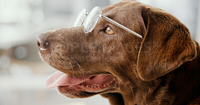 Buy stock photo Home, closeup and dog with glasses for humor, wellness and vision to see clear with growth. House, animal and labrador retriever with spectacles for eye care, health and cool pet in apartment