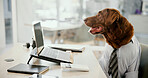 Business dog, comic and laptop in office for working, corporate accountant and labrador retriever thinking. Computer, pet and funny employee at desk for dress up, planning and animal with vision
