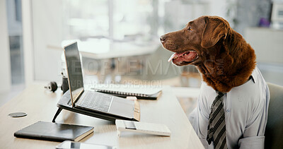 Buy stock photo Business dog, comic and laptop in office for working, corporate accountant and labrador retriever thinking. Computer, pet and funny employee at desk for dress up, planning and animal with vision