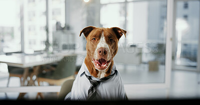 Buy stock photo Computer, portrait and consultant with business dog in office for pet insurance agent, health premium and comic advisor. Veterinary claims broker, report and corporate policy with professional animal