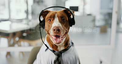 Buy stock photo Dog, headset and agent with customer service at call center, listening and mic for pet insurance. Animal, pit bull and headphones on voip connection, contact us or communication help desk at office