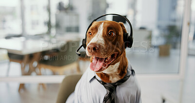 Buy stock photo Dog, headset and consulting for customer service at call center, listening and mic for pet insurance. Animal, pit bull and headphones with voip, contact us and communication at help desk in office