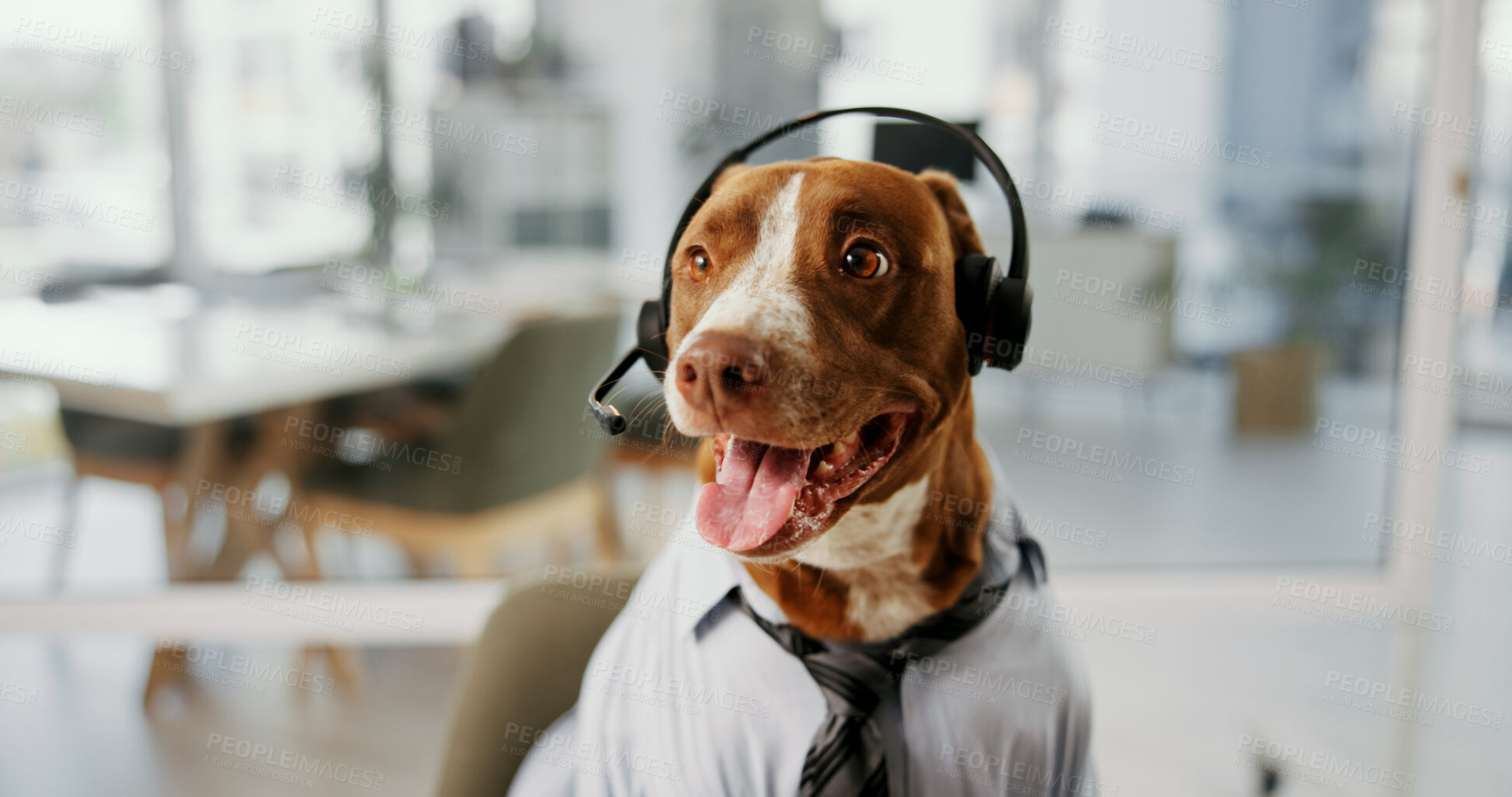 Buy stock photo Dog, headset and consulting for customer service at call center, listening and mic for pet insurance. Animal, pit bull and headphones with voip, contact us and communication at help desk in office