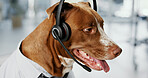Dog, headset and mic with communication at call center, listen and customer support for pet insurance agency. Animal, pit bull and headphones on voip connection, contact us or advisory at workplace