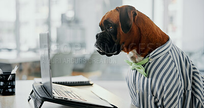 Buy stock photo Business dog, animal and laptop in office for working, corporate career and boxer research online. Computer, pet and funny employee at workplace on internet for reading email, website and comic