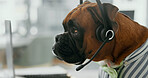 Dog, headset and call center with laptop for pet care, service or animal advice at office. Canine agent, hound or mic with technology for vet consultation, doggy health or shelter plan at workplace