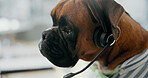 Dog, consultant and call center with headset for pet insurance, service or advice at office. Canine, agent and mic with technology for vet consultation, animal health or puppy assistance at workplace