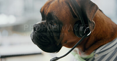 Buy stock photo Dog, consultant and call center with headset for pet insurance, service or advice at office. Canine, agent and mic with technology for vet consultation, animal health or puppy assistance at workplace