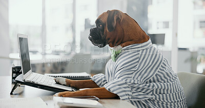 Buy stock photo Business dog, typing and laptop in office for research, corporate accountant and boxer working on taxes. Computer, pet and funny employee at workplace for reading email, audit and comic animal online