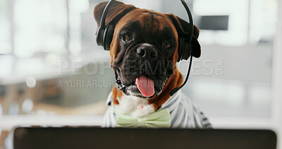 Buy stock photo Dog, portrait and call center with headset for pet insurance, service or online advice at office. Canine, agent and mic with technology for vet consultation, animal health or assistance at workplace