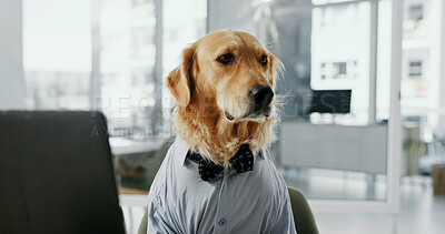 Buy stock photo Business dog, funny and laptop at workplace for corporate career, vision and golden retriever thinking. Computer, pet and professional employee in office for dress up, reflection and comic animal