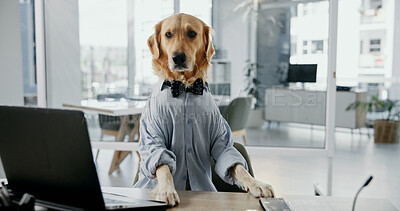 Buy stock photo Business dog, funny and laptop in office for work, corporate career or portrait of golden retriever. Computer, pet and professional employee at desk for dress up, cosplay and animal in comic costume