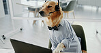 Dog, laptop and agent with headset at office for animal care, pet insurance or online service. Labrador, consultant and mic with computer for vet consultation, help or virtual assistance at workplace