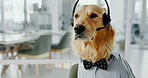 Headset, contact and dog call center agent for dress up or funny role play for customer service. Pet, animal and golden retriever puppy with microphone for halloween costume for technical support.