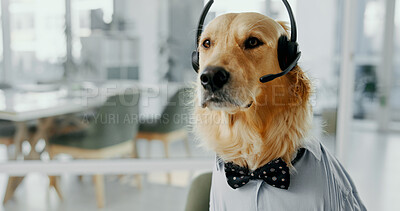 Buy stock photo Headset, contact and dog call center agent for dress up or funny role play for customer service. Pet, animal and golden retriever puppy with microphone for halloween costume for technical support.