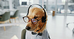 Headset, glasses and dog call center consultant for dress up or fun role play for customer service. Pet, animal and golden retriever puppy with spectacles for halloween costume for technical support