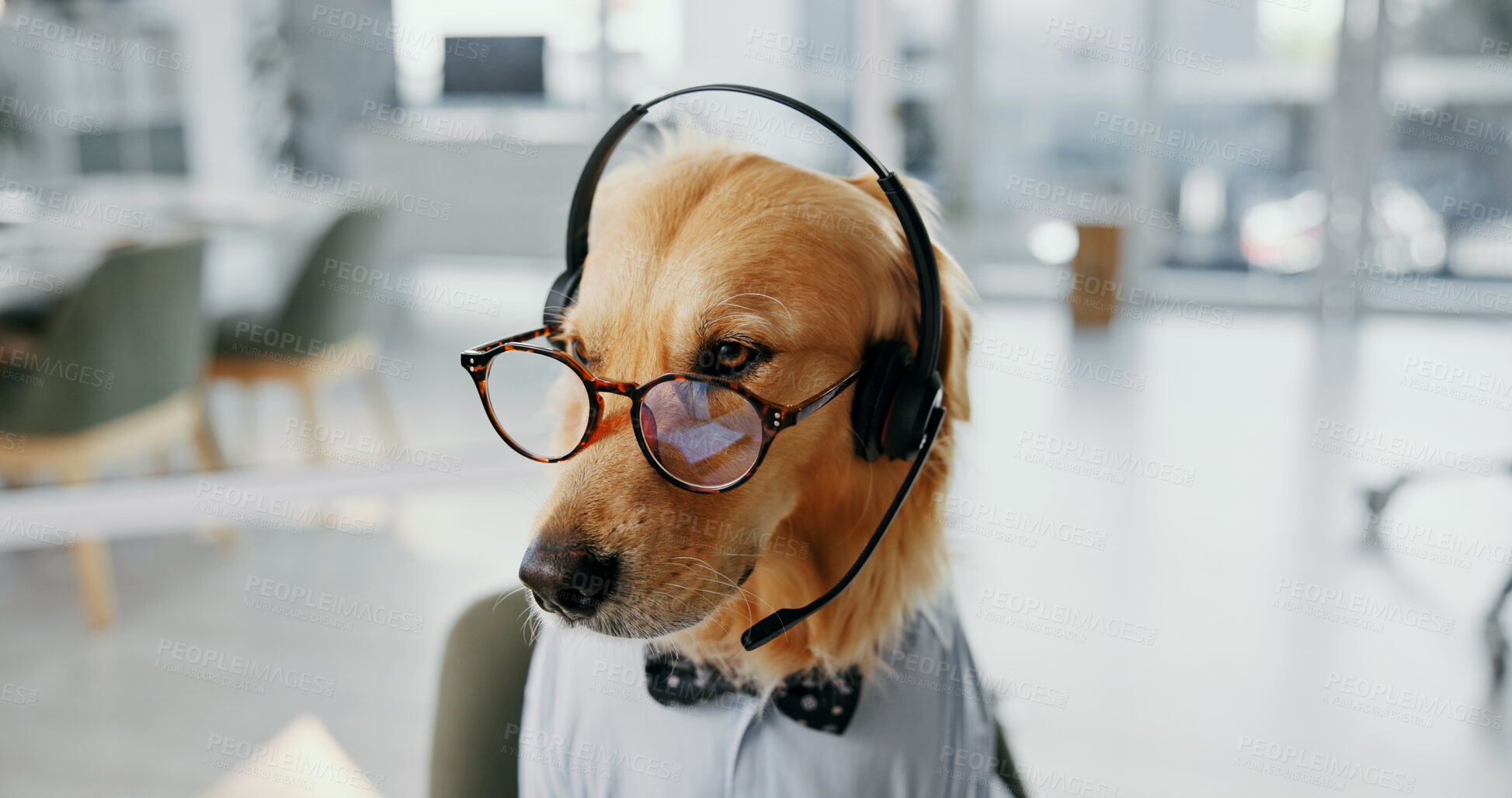 Buy stock photo Headset, glasses and dog call center consultant for dress up or fun role play for customer service. Pet, animal and golden retriever puppy with spectacles for halloween costume for technical support