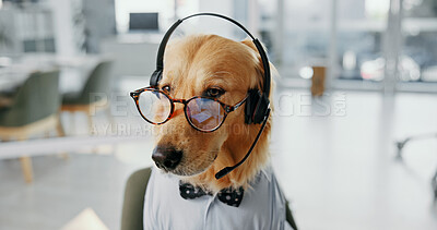 Buy stock photo Headset, glasses and dog customer service agent for dress up or funny role play for call center. Pet, animal and golden retriever puppy with spectacles for halloween costume for technical support.