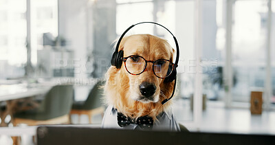 Buy stock photo Headset, computer and dog call center agent for dress up or funny role play for customer service. Pet, animal and golden retriever puppy with glasses for halloween costume for technical support.