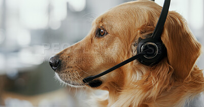 Buy stock photo Dog, agent or call center with headset at office for animal care, pet insurance or online service. Profile, consultant or canine with mic for vet consultation, help or virtual assistance at workplace