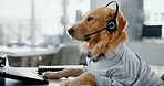 Dog, consultant or call center with headset at office for animal care, pet insurance or online service. Profile, agent or canine with mic for vet consultation, help or virtual assistance at workplace