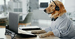 Dog, consultant or call center with headset on laptop at office for animal care, pet insurance or online service. Canine, agent or mic for vet consultation, help or virtual assistance at workplace