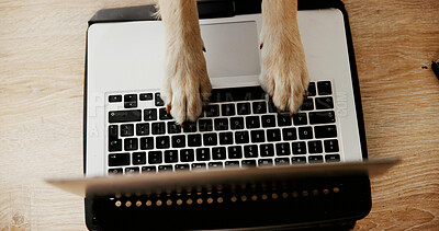 Buy stock photo Desk, animal and dog with paws for laptop, typing information and research for pet insurance at home. Above, humor and comedy with keyboard for connection, vet website and online booking for grooming