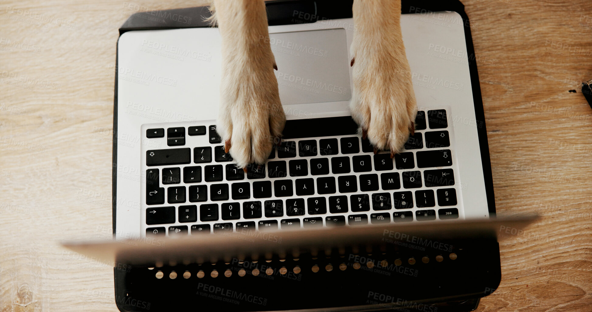 Buy stock photo Desk, animal and dog with paws for laptop, typing information and research for pet insurance at home. Above, humor and comedy with keyboard for connection, vet website and online booking for grooming