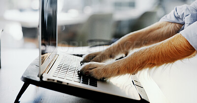 Buy stock photo Dog paws, keyboard and business with laptop typing and funny at job with comic desk work. Office, online and humor of animal at company with dressing up and comedy of cute corporate pet employee
