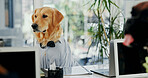 Comic, laptop and reading with business dog in office for administration, online report or research. Computer, email and space with labrador employee in professional workplace for project management