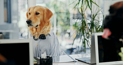 Buy stock photo Comic, laptop and reading with business dog in office for administration, online report or research. Computer, email and space with labrador employee in professional workplace for project management