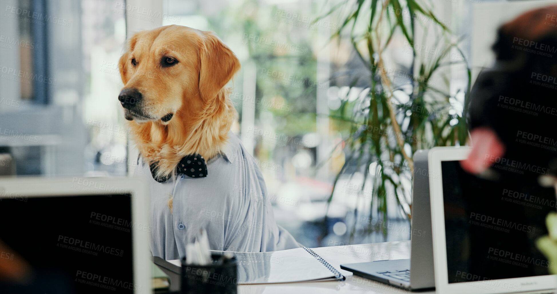Buy stock photo Comic, laptop and reading with business dog in office for administration, online report or research. Computer, email and space with labrador employee in professional workplace for project management