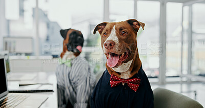 Buy stock photo Comic, laptop and reading with business dog in office for administration, online report or research. Computer, humor and space with pitbull employee in professional workplace for project management