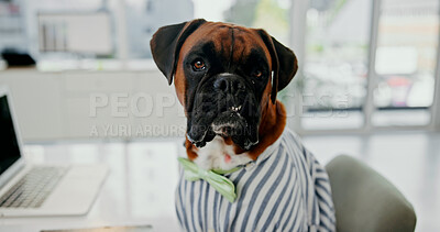 Buy stock photo Portrait, dog and pet with shirt, office and boxer with laptop for project, research and corporate. Business, domestic animal and employee with tech for work, administration and canine with internet