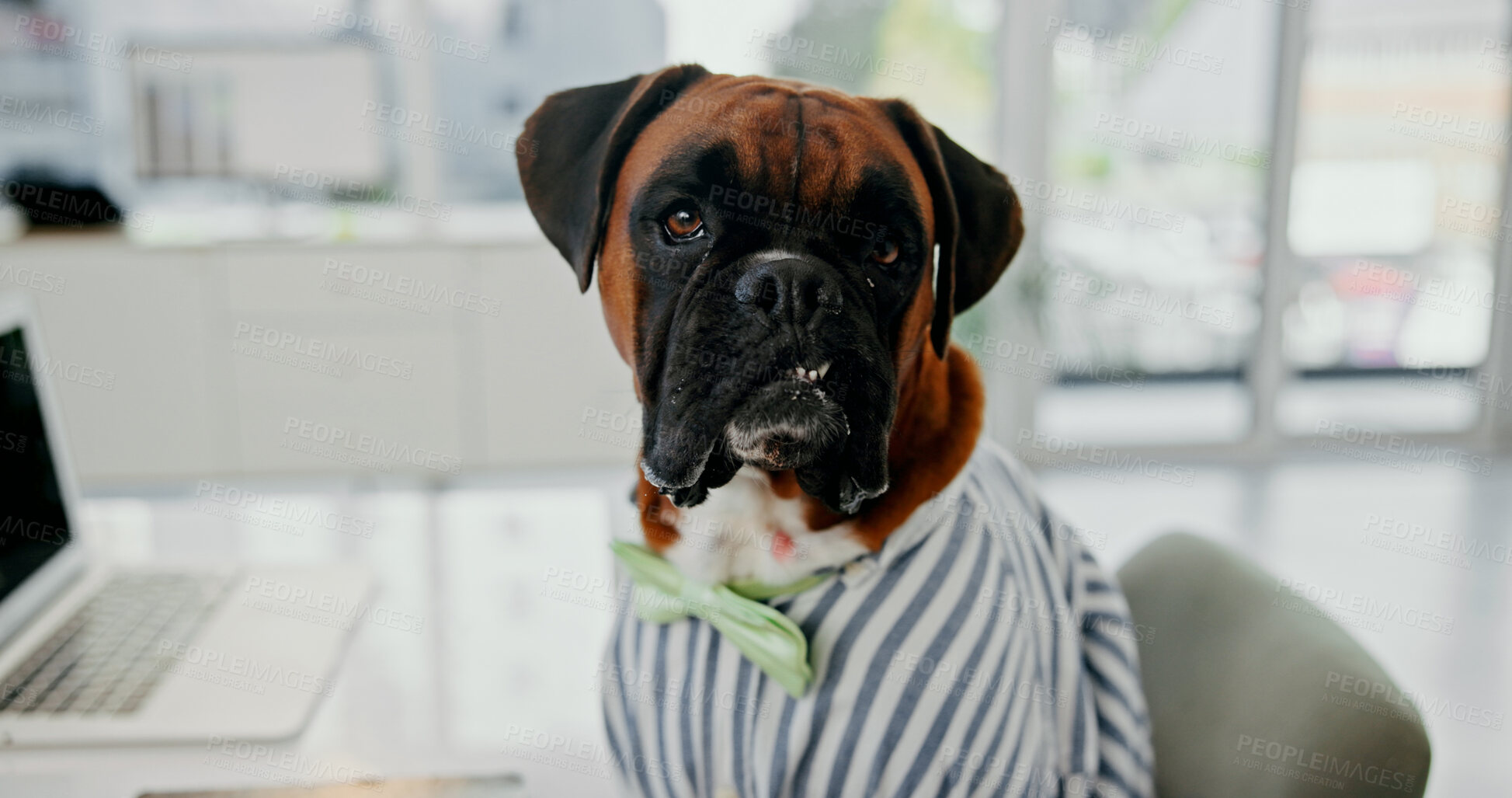 Buy stock photo Portrait, dog and pet with shirt, office and boxer with laptop for project, research and corporate. Business, domestic animal and employee with tech for work, administration and canine with internet