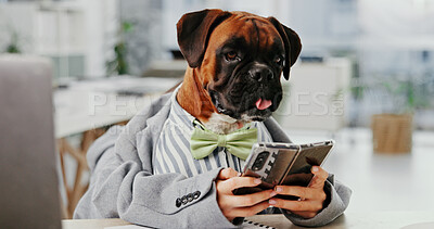 Buy stock photo Dog, office and animal on phone at desk while typing, online and reading email. Boxer, pet friendly workplace and technology with internet communication for comic or funny work environment with breed