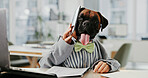 Documents, laptop and phone call with business dog in office for administration, online report or research. Computer, conversation and humor with boxer employee in workplace for project management