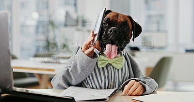 Buy stock photo Office, laptop and phone call with business dog with documents for administration, online report or research. Computer, conversation and humor with boxer employee in workplace for project management