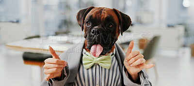 Buy stock photo Business, dog and hands for shaka sign at office for gesture, think or funny boxer in suit. Work animal, corporate employee and pet insurance for comic humor, hang loose or person with call me emoji
