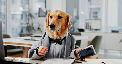 Buy stock photo Computer, reading and consultant with business dog in office for pet insurance agent, health premium and advisor. Veterinary claims broker, research and animal policy with golden retriever in agency