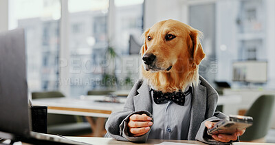 Buy stock photo Laptop, research and professional with business dog in office for pet insurance agent, health premium and advisor. Veterinary claims broker, reading and animal policy with golden retriever in agency