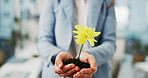 Office, sustainable and hands with plant, person and employee with new ideas for financial growth .Eco friendly, opportunity and closeup of palm with flower, innovation and investment in business