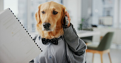 Buy stock photo Phone call, planning and documents with business dog in office for pet ambassador, contact and consultant. Animal welfare, paperwork and schedule vet appointments with golden retriever in agency