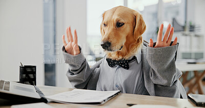 Buy stock photo Business dog, document and success in office for celebration, achievement and good news. Hands, golden retriever and paperwork for proposal victory, pet friendly and cosplay with corporate employee
