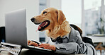 Business dog, funny and typing on laptop in office for work, corporate career or golden retriever research. Computer, pet and employee at desk for internet, email and hands of comic animal with humor