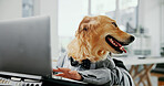 Laptop, dog and funny employee at work for internet, idea and hands for comic humor. Business animal, pet and typing on computer in office for corporate vision, planning or golden retriever thinking
